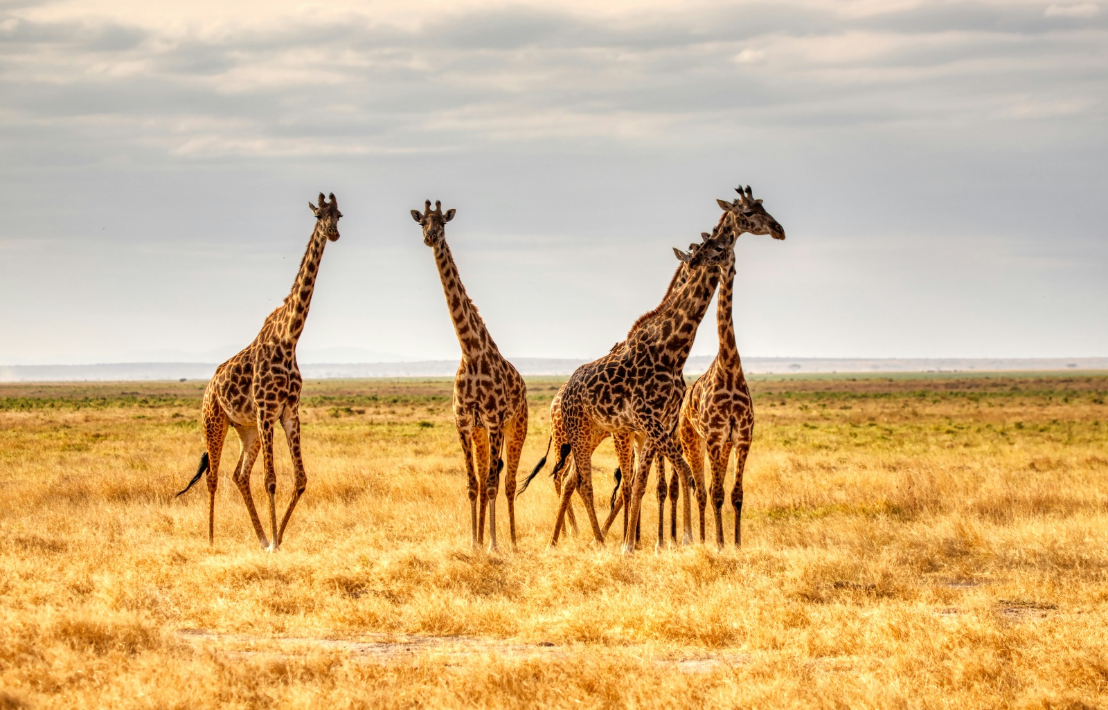 Mount Kilimanjaro landscape