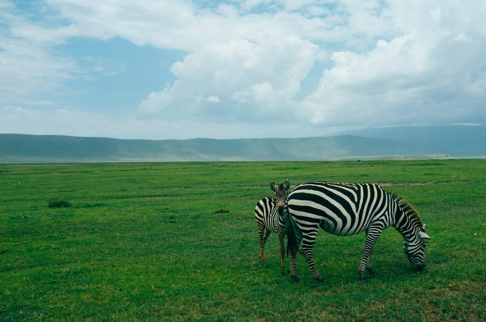 Zebras on the Tanzanian savanna at golden hour