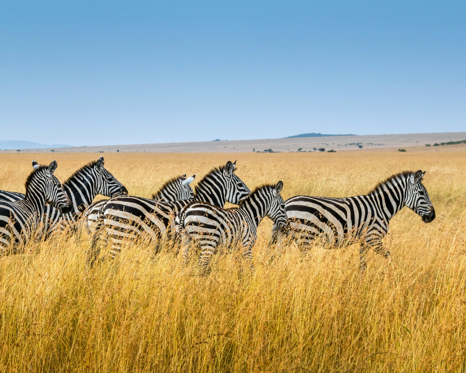 Serengeti plains at sunrise